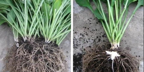 Kako i kada posaditi domaćina dijeljenjem grma